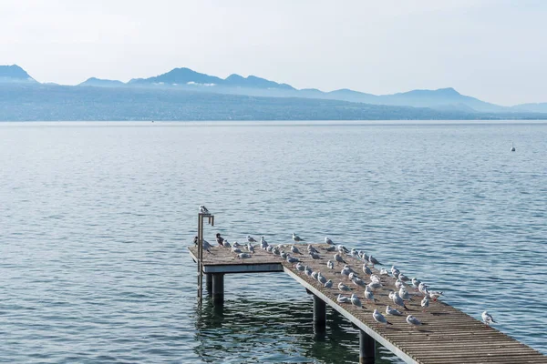 Pequeño Muelle Con Gaviotas Lago Ginebra — Foto de Stock