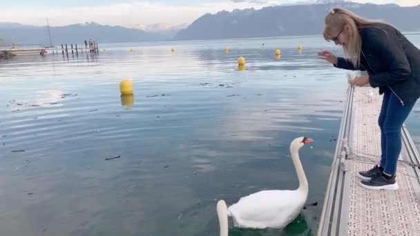 Femme Nourrissant Cygnes Mouettes Sur Lac Avec Des Montagnes Arrière — Video