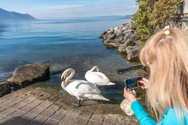 Mujer Adulta Rubia Blanca Tomando Fotos Dos Cisnes Blancos Con — Foto de Stock