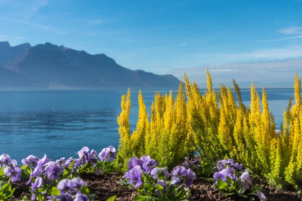 Vista Perto Diferentes Plantas Com Flores Coloridas Margem Lago Alpino Imagem De Stock