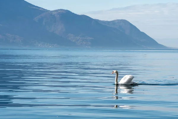 Schwan Schwimmt Einem Sonnigen Tag Auf Der Oberfläche Eines Alpensees — Stockfoto