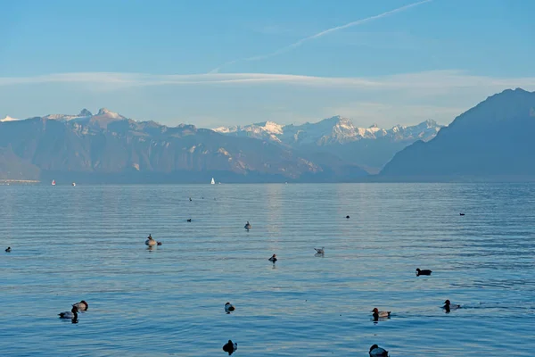 Vista del lago de Ginebra con aguas tranquilas y muchos patos. Los alpes en el fondo — Foto de Stock