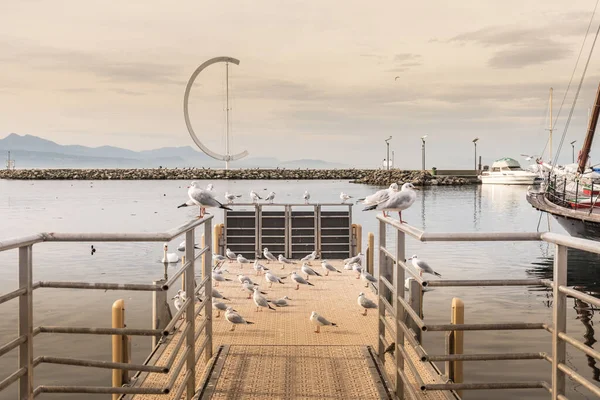 Viele Möwen Auf Einer Fußgängerbrücke Hafen Bei Sonnenuntergang — Stockfoto