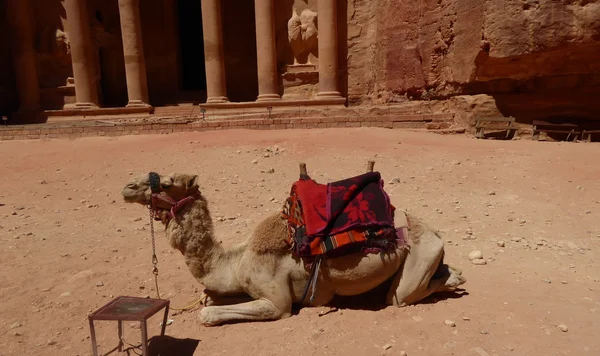 Dromedary Camel (Camelus dromedarius), in the ancient Nabataean rock city of Petra, Jordan, Middle East, Asia — Stock Photo, Image