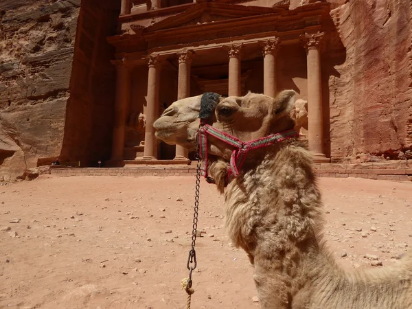 Dromedar kamel (Camelus dromedarius), i den gamla Nabataean rock staden Petra, Jordan, Mellanöstern, Asien — Stockfoto
