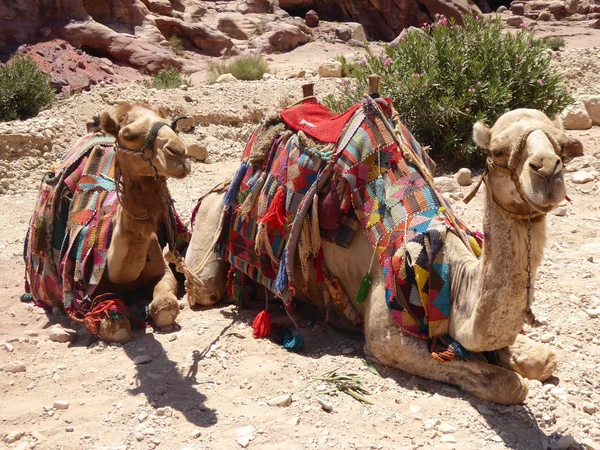 Dromedary Camel (Camelus dromedarius), in the ancient Nabataean rock city of Petra, Jordan, Middle East, Asia — Stock Photo, Image