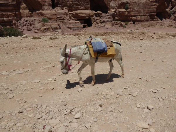 Donkeys in Petra, Jordan — Stock Photo, Image