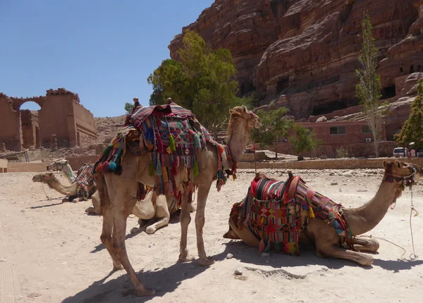 Dromedary Camel (Camelus dromedarius), in the ancient Nabataean rock city of Petra, Jordan, Middle East, Asia — Stock Photo, Image