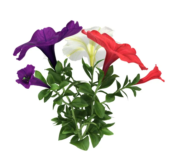 Bloemen met bladeren — Stockfoto