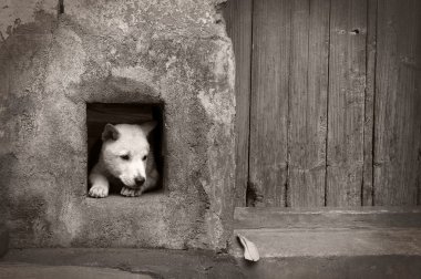 kasvetli köpek