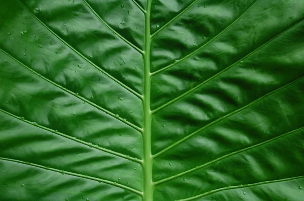 Green leaf — Stock Photo, Image