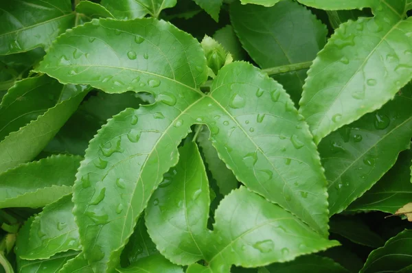 Green leaf — Stock Photo, Image