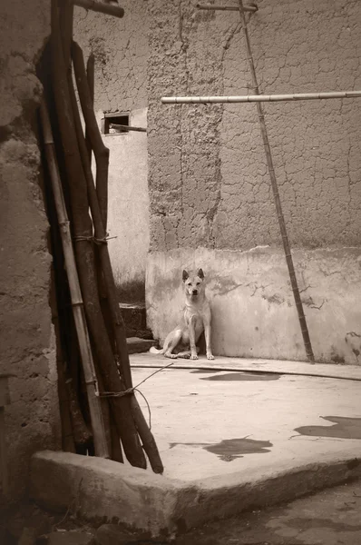 Dog sitting in a yard — Stock Photo, Image