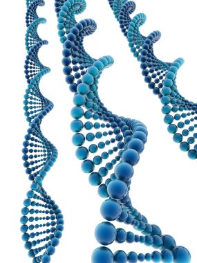 DNA modeli