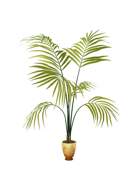 Planta tropical — Foto de Stock