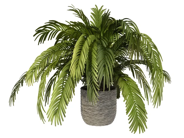 Tropische plant — Stockfoto