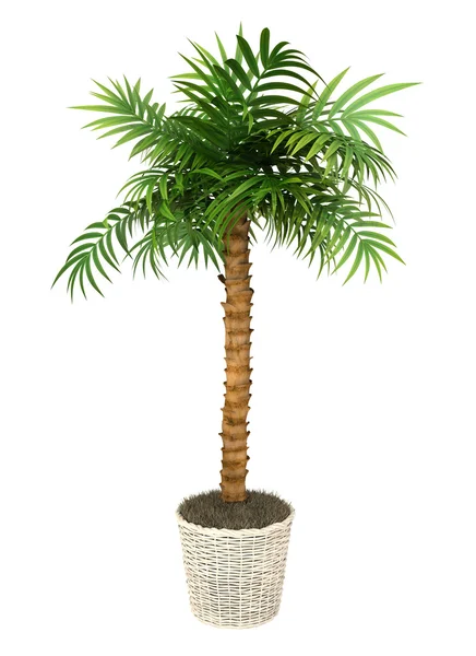 Tropical plant — Stock Photo, Image