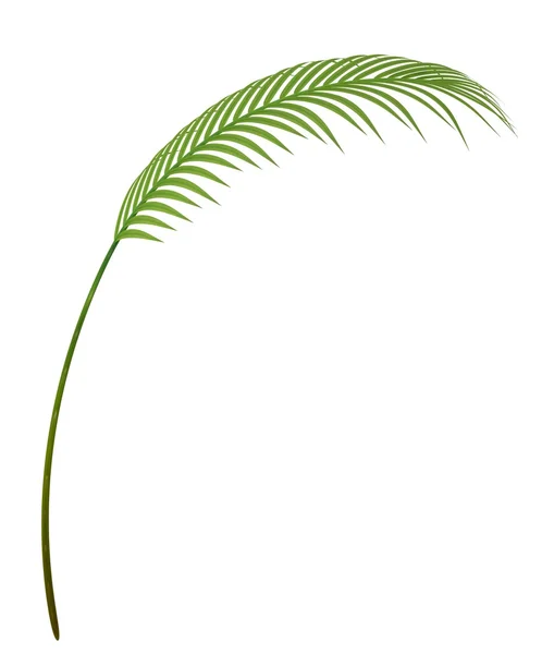 Trópusi növény ág — Stock Fotó