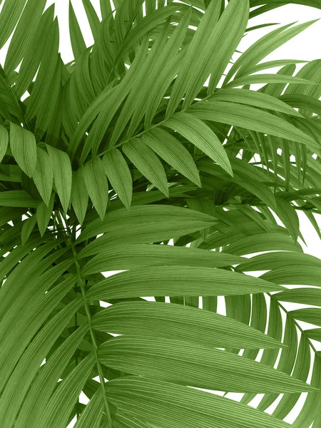 Tropisk växt — Stockfoto
