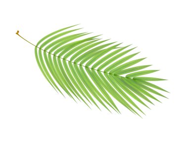 tropical plant branch clipart