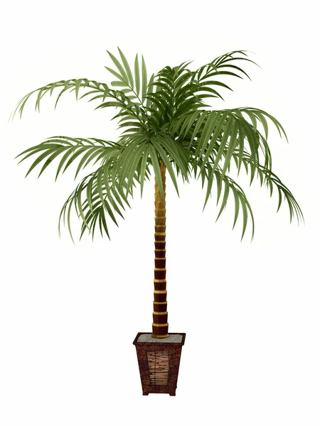 Tropical plant — Stock Photo, Image