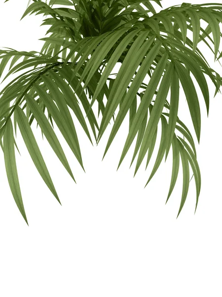 Planta tropical — Foto de Stock