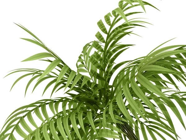 Tropical plant — Stock Photo, Image