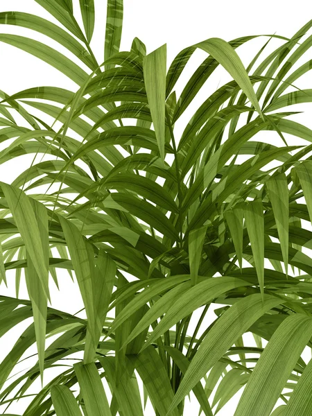 Tropical plant — Stock Photo, Image