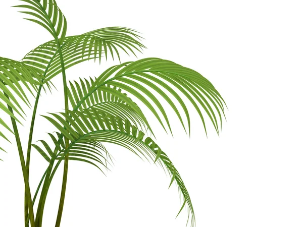 Roślina tropikalna — Zdjęcie stockowe