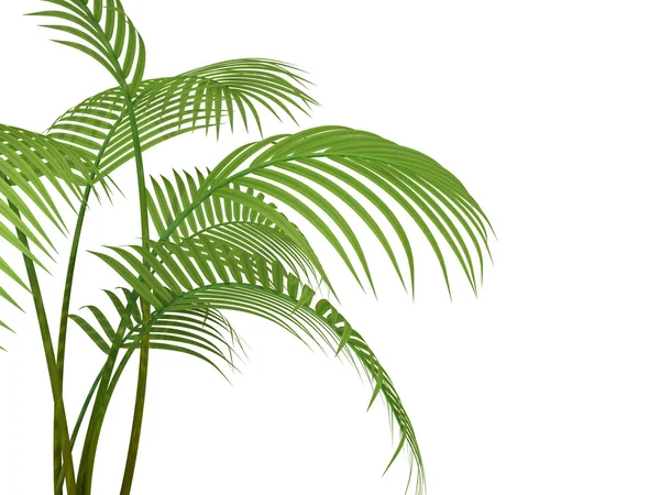 Tropical plant — Stock Photo, Image