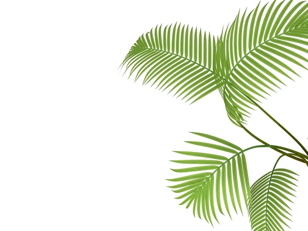 Tropical plant — Stock Photo, Image