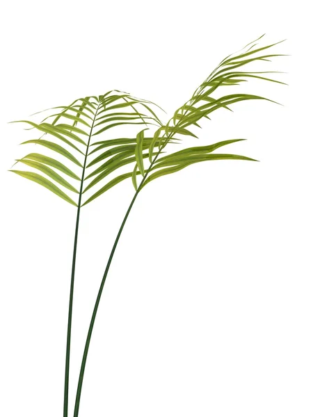 Tropical plant — Stock Photo, Image