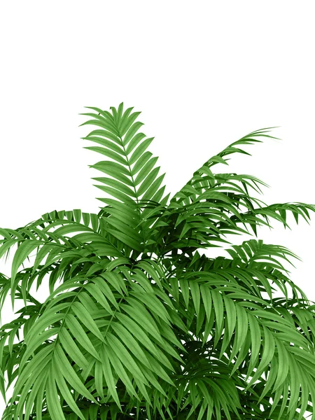 Tropical plant — Stock Photo, Image