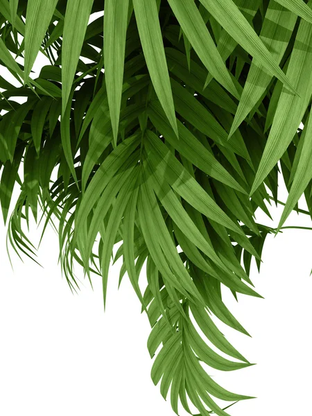 Tropical plant — Stock Photo, Image