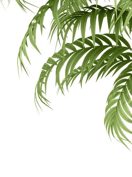 Plantă tropicală — Fotografie, imagine de stoc