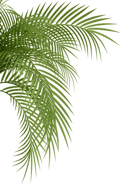 Tropical plant — Stock Photo, Image