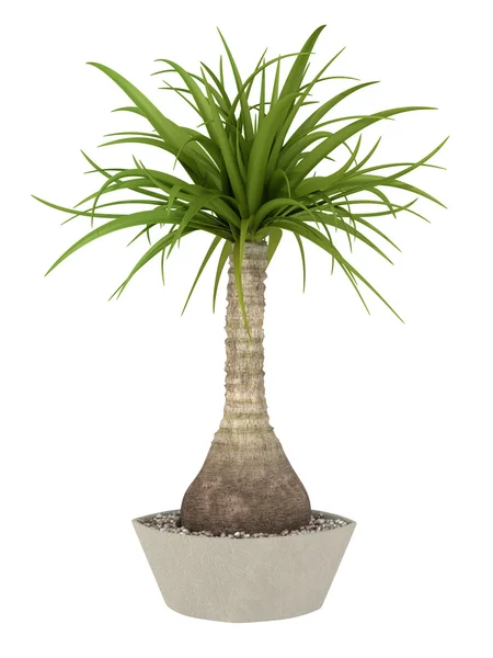 Tropical plant — Stock Photo, Image