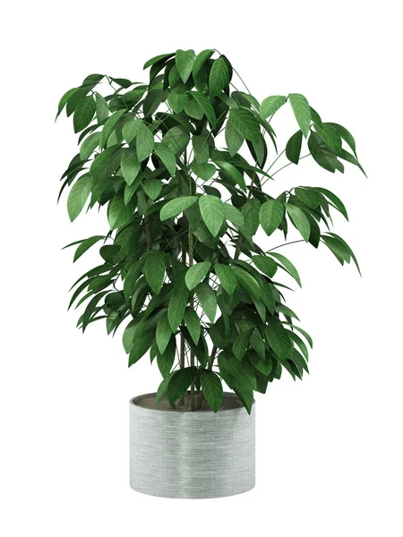 Bush rostlina — Stock fotografie
