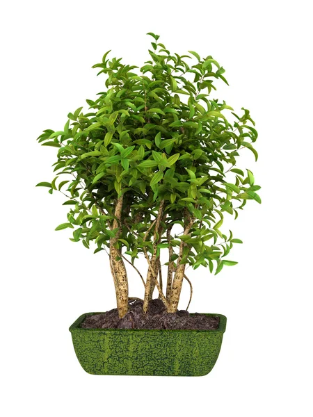 Bush rostlina — Stock fotografie