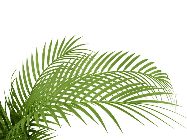 Planta tropical — Foto de Stock