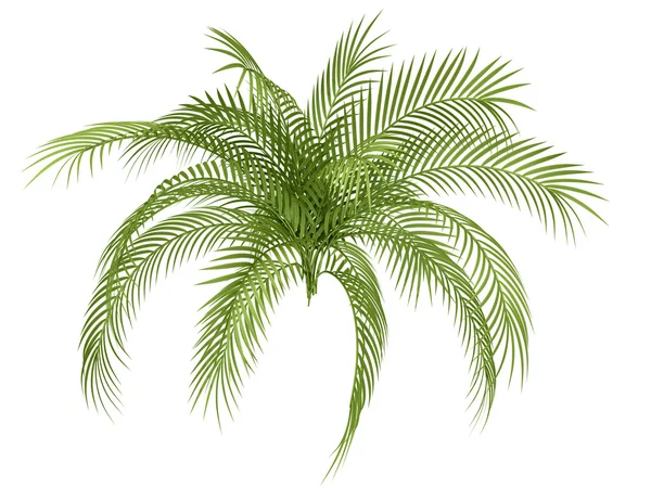 Тропические растения — стоковое фото