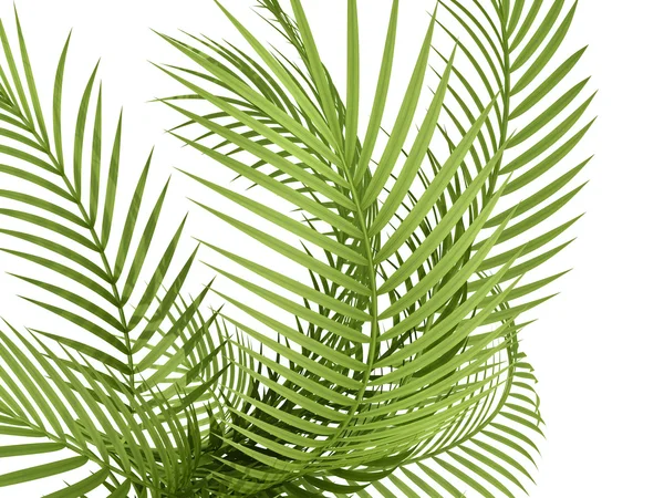 Tropical plant — Stock Photo, Image