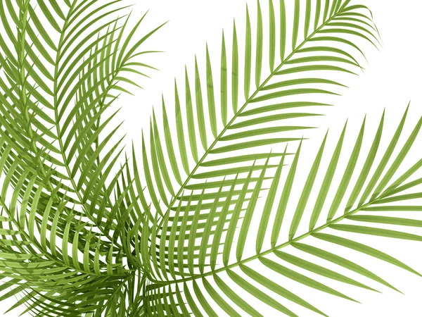 Tropical plant — Stock Photo, Image