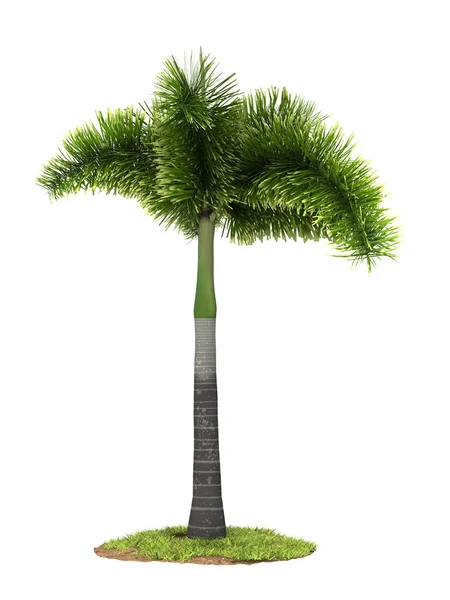 Palm tree model — Stock Photo, Image