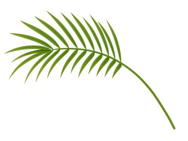 tropikal bitki