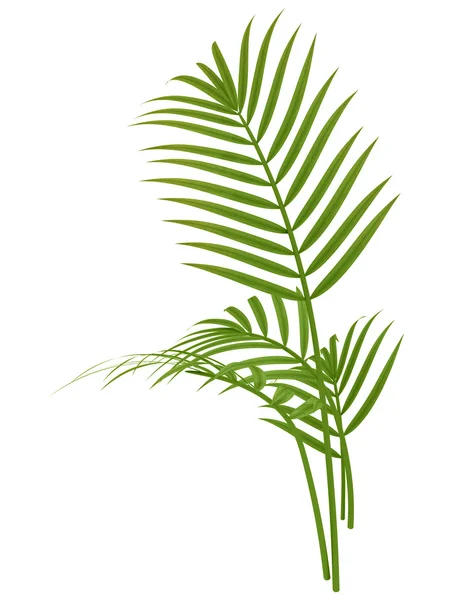 热带植物プラーク — 图库照片