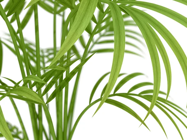 Tropical plant — Stock Photo, Image