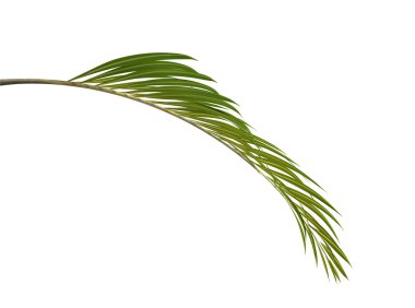 tropikal bitki