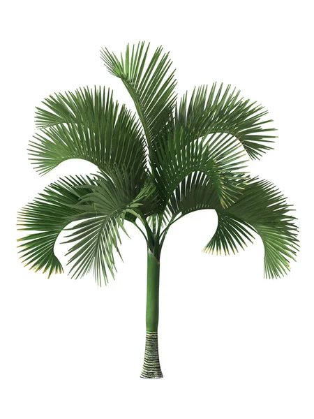 Tropical plant — Stock Photo, Image