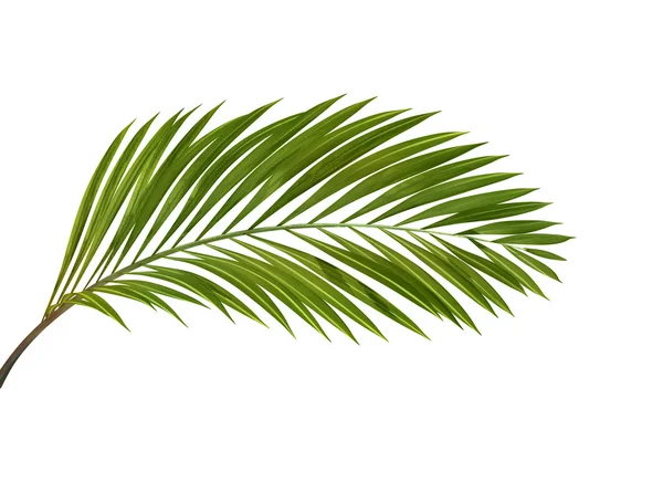 Tropical plant — Stock Photo, Image